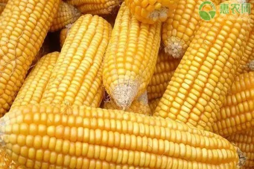 美玉米期货二十四小时交易吗(美玉米期货实时行情)_期货交易_第1张_青花期货直播间 美玉米期货二十四小时交易吗(美玉米期货实时行情)_https://qh.ynbygsw.com_期货交易_第1张