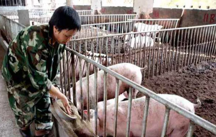 猪肉期货交易规定最新(猪肉期货交割怎么办)_期货喊单_第1张_青花期货直播间 猪肉期货交易规定最新(猪肉期货交割怎么办)_https://qh.ynbygsw.com_期货喊单_第1张
