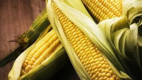 大连玉米期货小幅收高(大连玉米期货交割标准)_期货交易_第1张_青花期货直播间 大连玉米期货小幅收高(大连玉米期货交割标准)_https://qh.ynbygsw.com_期货交易_第1张