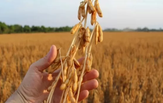 黄豆期货今日时(今天黄豆期货)_期货喊单_第1张_青花期货直播间 黄豆期货今日时(今天黄豆期货)_https://qh.ynbygsw.com_期货喊单_第1张