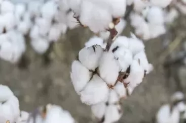 棉花相关联期货品种(棉花相关联期货品种有哪些)_国际期货_第1张_青花期货直播间 棉花相关联期货品种(棉花相关联期货品种有哪些)_https://qh.ynbygsw.com_国际期货_第1张