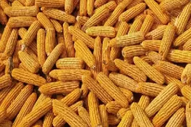 玉米期货后期价格继续看涨(玉米期货后期价格继续看涨的原因)_国际期货_第1张_青花期货直播间 玉米期货后期价格继续看涨(玉米期货后期价格继续看涨的原因)_https://qh.ynbygsw.com_国际期货_第1张