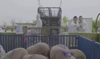 生猪期货原理(生猪期货原理是什么)_期货交易_第1张_青花期货直播间 生猪期货原理(生猪期货原理是什么)_https://qh.ynbygsw.com_期货交易_第1张