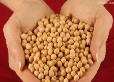 受大豆期货跌势牵累(受大豆期货跌势牵累的是)_财金百科_第1张_青花期货直播间 受大豆期货跌势牵累(受大豆期货跌势牵累的是)_https://qh.ynbygsw.com_财金百科_第1张