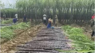 期货白糖日内交易(期货白糖日内交易时间)_财金百科_第1张_青花期货直播间 期货白糖日内交易(期货白糖日内交易时间)_https://qh.ynbygsw.com_财金百科_第1张