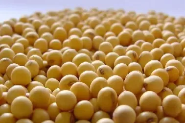 大豆期货豆一实时价格(大豆期货豆一事实)_国际期货_第1张_青花期货直播间 大豆期货豆一实时价格(大豆期货豆一事实)_https://qh.ynbygsw.com_国际期货_第1张