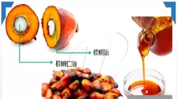 棕榈油期货应用(棕榈油期货应用范围)_国际期货_第1张_青花期货直播间 棕榈油期货应用(棕榈油期货应用范围)_https://qh.ynbygsw.com_国际期货_第1张