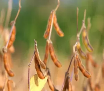 影响大豆期货价格波动的因素(影响大豆期货价格的主要因素)_财金知识_第1张_青花期货直播间 影响大豆期货价格波动的因素(影响大豆期货价格的主要因素)_https://qh.ynbygsw.com_财金知识_第1张