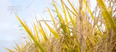 新型农民积极利用期货工具增效(新型农民积极利用期货工具增效机制)_财金知识_第1张_青花期货直播间 新型农民积极利用期货工具增效(新型农民积极利用期货工具增效机制)_https://qh.ynbygsw.com_财金知识_第1张