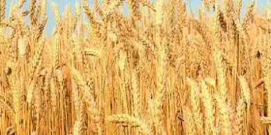 期货小麦为什么(期货小麦为什么不交易)_财金知识_第1张_青花期货直播间 期货小麦为什么(期货小麦为什么不交易)_https://qh.ynbygsw.com_财金知识_第1张