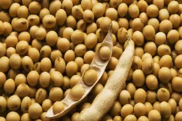 美国大豆期货交易量(美国大豆期货交易量是多少)_期货交易_第1张_青花期货直播间 美国大豆期货交易量(美国大豆期货交易量是多少)_https://qh.ynbygsw.com_期货交易_第1张