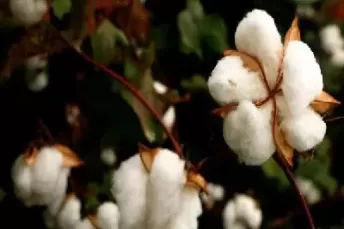 期货一号棉花(期货一号棉花是什么品种的棉)_期货交易_第1张_青花期货直播间 期货一号棉花(期货一号棉花是什么品种的棉)_https://qh.ynbygsw.com_期货交易_第1张