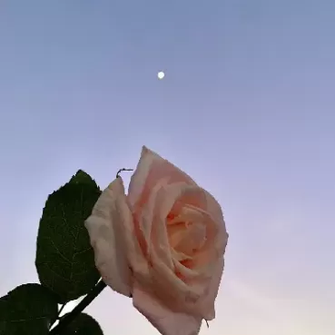 期货玫瑰n字(期货交易玫瑰)_财金知识_第1张_青花期货直播间 期货玫瑰n字(期货交易玫瑰)_https://qh.ynbygsw.com_财金知识_第1张