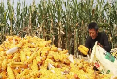 玉米期货反弹(玉米期货反弹原因)_期货交易_第1张_青花期货直播间 玉米期货反弹(玉米期货反弹原因)_https://qh.ynbygsw.com_期货交易_第1张