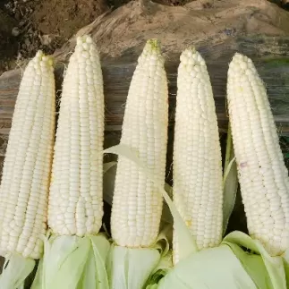 锦州玉米期货(锦州玉米期货行情)_国际期货_第1张_青花期货直播间 锦州玉米期货(锦州玉米期货行情)_https://qh.ynbygsw.com_国际期货_第1张