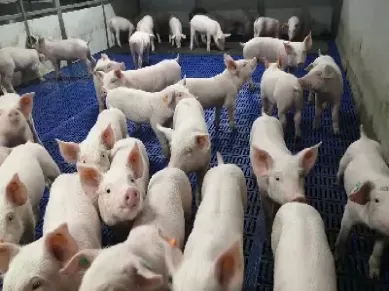 猪期货对猪价有影响吗(生猪期货影响价格吗)_国际期货_第1张_青花期货直播间 猪期货对猪价有影响吗(生猪期货影响价格吗)_https://qh.ynbygsw.com_国际期货_第1张