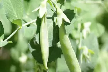 豌豆期货一般在哪里(豌豆能买期货吗)_财金百科_第1张_青花期货直播间 豌豆期货一般在哪里(豌豆能买期货吗)_https://qh.ynbygsw.com_财金百科_第1张