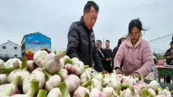 农产品期货大蒜(怎么买大蒜期货)_https://qh.ynbygsw.com_期货直播_第1张