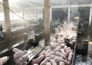 生猪期货的品种(生猪期货的标的)_财金百科_第1张_青花期货直播间 生猪期货的品种(生猪期货的标的)_https://qh.ynbygsw.com_财金百科_第1张