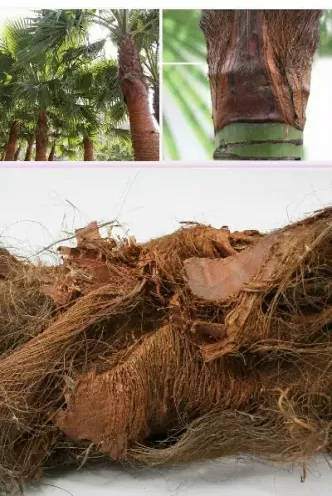 棕榈1709期货行情(棕榈油2301期货行情及走势)_期货交易_第1张_青花期货直播间 棕榈1709期货行情(棕榈油2301期货行情及走势)_https://qh.ynbygsw.com_期货交易_第1张