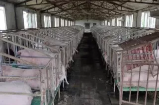 期货生猪是什么猪(生猪期货是指的什么猪)_https://qh.ynbygsw.com_国际期货_第1张