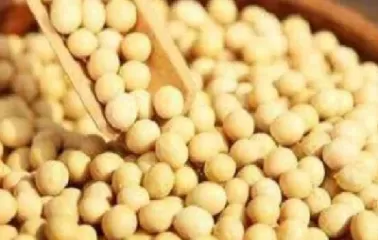 期货黄豆是什么单位(黄豆期货价格最新行情)_财金百科_第1张_青花期货直播间 期货黄豆是什么单位(黄豆期货价格最新行情)_https://qh.ynbygsw.com_财金百科_第1张