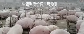 养猪散户可以做期货吗(生猪期货散户可以参与吗)_期货直播_第1张_青花期货直播间 养猪散户可以做期货吗(生猪期货散户可以参与吗)_https://qh.ynbygsw.com_期货直播_第1张