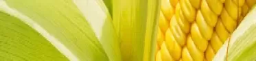 玉米油期货最新行情(玉米期货价格最新行情)_期货喊单_第1张_青花期货直播间 玉米油期货最新行情(玉米期货价格最新行情)_https://qh.ynbygsw.com_期货喊单_第1张