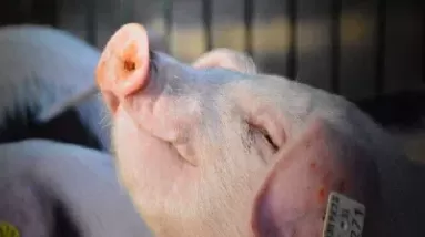 美瘦肉猪期货计价(美国廋猪肉期货)_财金知识_第1张_青花期货直播间 美瘦肉猪期货计价(美国廋猪肉期货)_https://qh.ynbygsw.com_财金知识_第1张