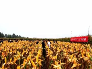 期货黔玉米什么意思(玉米期货多少手啥意思)_期货交易_第1张_青花期货直播间 期货黔玉米什么意思(玉米期货多少手啥意思)_https://qh.ynbygsw.com_期货交易_第1张