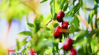 新彊红枣托市对期货的影响(红枣期货的影响因素)_期货交易_第1张_青花期货直播间 新彊红枣托市对期货的影响(红枣期货的影响因素)_https://qh.ynbygsw.com_期货交易_第1张