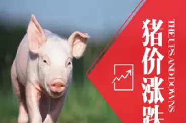 生猪期货行情最新(生猪期货行情走势分析)_国际期货_第1张_青花期货直播间 生猪期货行情最新(生猪期货行情走势分析)_https://qh.ynbygsw.com_国际期货_第1张