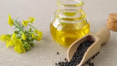 期货菜籽油手续费(期货菜籽和菜油)_财金百科_第1张_青花期货直播间 期货菜籽油手续费(期货菜籽和菜油)_https://qh.ynbygsw.com_财金百科_第1张