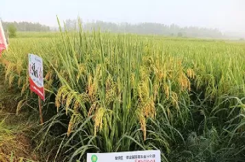 梗稻期货 上市时间(梗稻期货上市时间表)_财金百科_第1张_青花期货直播间 梗稻期货 上市时间(梗稻期货上市时间表)_https://qh.ynbygsw.com_财金百科_第1张