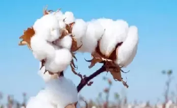 期货棉花行情实时(期货棉花最新信息)_https://qh.ynbygsw.com_期货交易_第1张