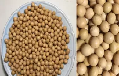 大豆期货的发展(大豆期货怎么买)_https://qh.ynbygsw.com_财金知识_第1张
