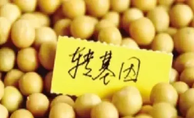 美黄豆期货标准合约(美黄豆期货最新消息)_https://qh.ynbygsw.com_财金百科_第1张