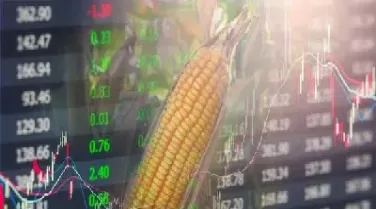 美国玉米期货为什么跌(美国玉米期货交易时间是几点)_期货直播_第1张_青花期货直播间 美国玉米期货为什么跌(美国玉米期货交易时间是几点)_https://qh.ynbygsw.com_期货直播_第1张