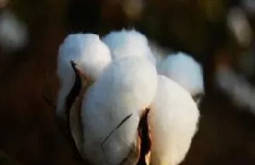 中银国际棉花期货怎么样(中银国际期货手续费明细)_期货直播_第1张_青花期货直播间 中银国际棉花期货怎么样(中银国际期货手续费明细)_https://qh.ynbygsw.com_期货直播_第1张