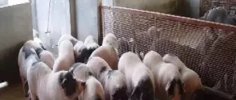 生猪期货的开立(生猪期货开市合约价格)_期货直播_第1张_青花期货直播间 生猪期货的开立(生猪期货开市合约价格)_https://qh.ynbygsw.com_期货直播_第1张