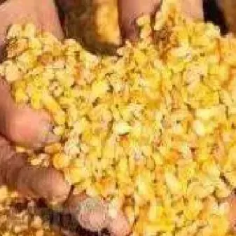 玉米期货不交易(玉米期货交易时间和规则)_国际期货_第1张_青花期货直播间 玉米期货不交易(玉米期货交易时间和规则)_https://qh.ynbygsw.com_国际期货_第1张