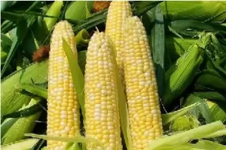 全国玉米豆粕最新价格(全国玉米豆粕最新价格表)_财金百科_第1张_青花期货直播间 全国玉米豆粕最新价格(全国玉米豆粕最新价格表)_https://qh.ynbygsw.com_财金百科_第1张