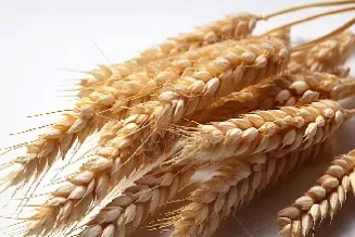 从今天的小麦期货能看出什么(小麦期货价格多少)_期货交易_第1张_青花期货直播间 从今天的小麦期货能看出什么(小麦期货价格多少)_https://qh.ynbygsw.com_期货交易_第1张