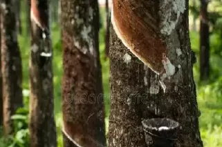 天然橡胶期货的应用(天然橡胶期货怎么玩)_https://qh.ynbygsw.com_财金知识_第1张
