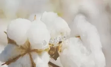 棉花期货交易时间(棉花期货开盘时间表)_期货交易_第1张_青花期货直播间 棉花期货交易时间(棉花期货开盘时间表)_https://qh.ynbygsw.com_期货交易_第1张