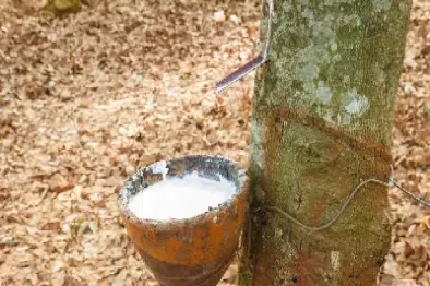昆明天然橡胶期货价(昆明天然橡胶期货价格走势)_https://qh.ynbygsw.com_期货交易_第1张