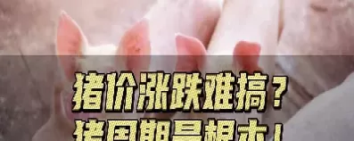 生猪期货对猪价有什么影响(生猪期货的影响)_期货直播_第1张_青花期货直播间 生猪期货对猪价有什么影响(生猪期货的影响)_https://qh.ynbygsw.com_期货直播_第1张