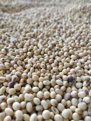 一斤大豆能出多少豆粕(一斤黄豆能出多少豆粕)_期货喊单_第1张_青花期货直播间 一斤大豆能出多少豆粕(一斤黄豆能出多少豆粕)_https://qh.ynbygsw.com_期货喊单_第1张